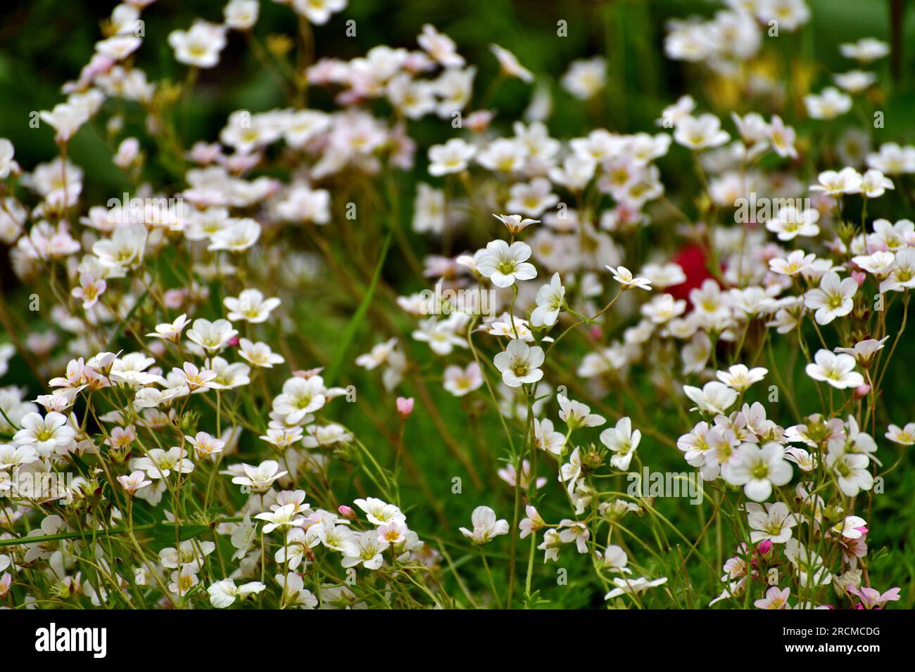 Saxifraga is ornamental herbaceous plant used for landscaping gardens. Stock Photo