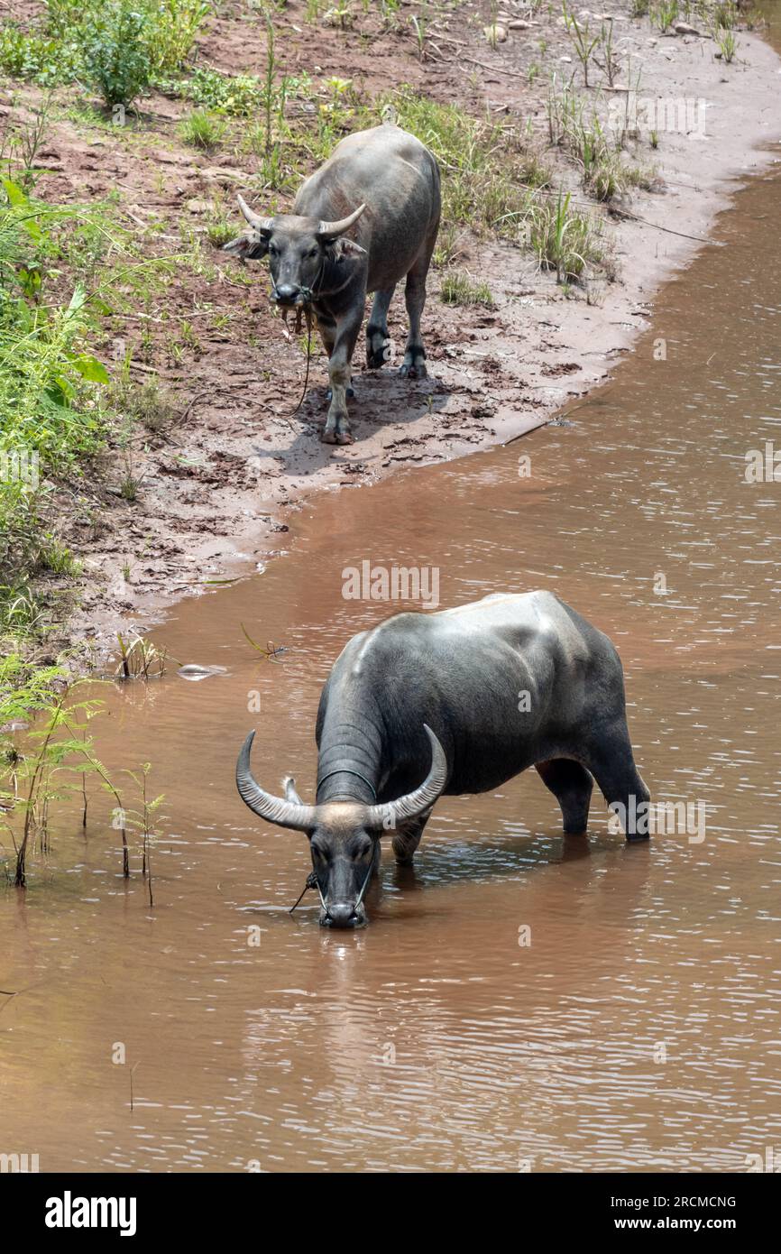 Water buffalo standing on the river bank, Thailand Stock Photo