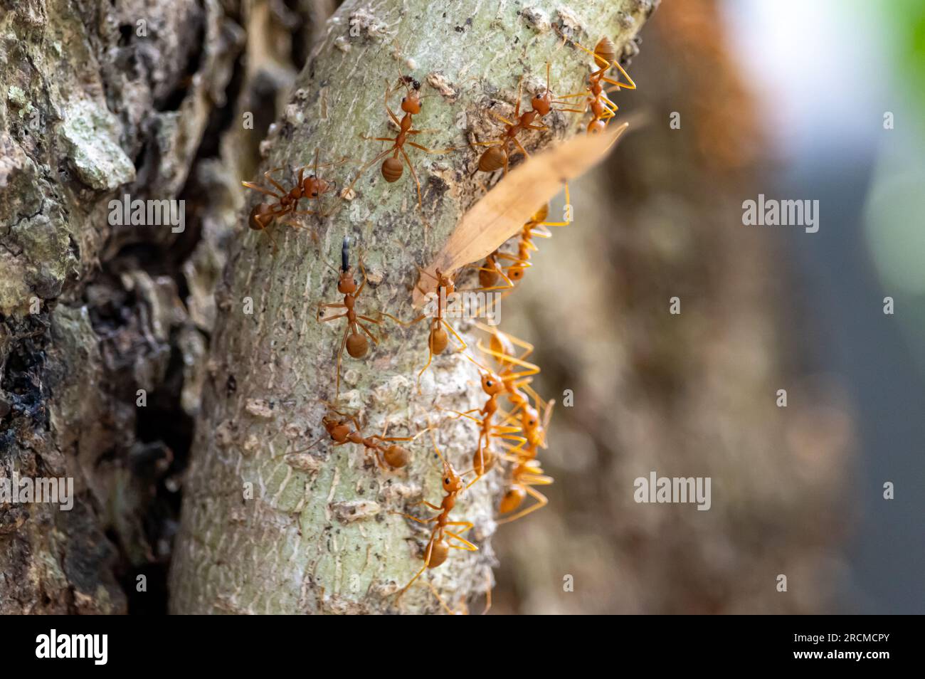 Weaver ants (Oecophylla smaragdina) transferring the find to their colony Stock Photo