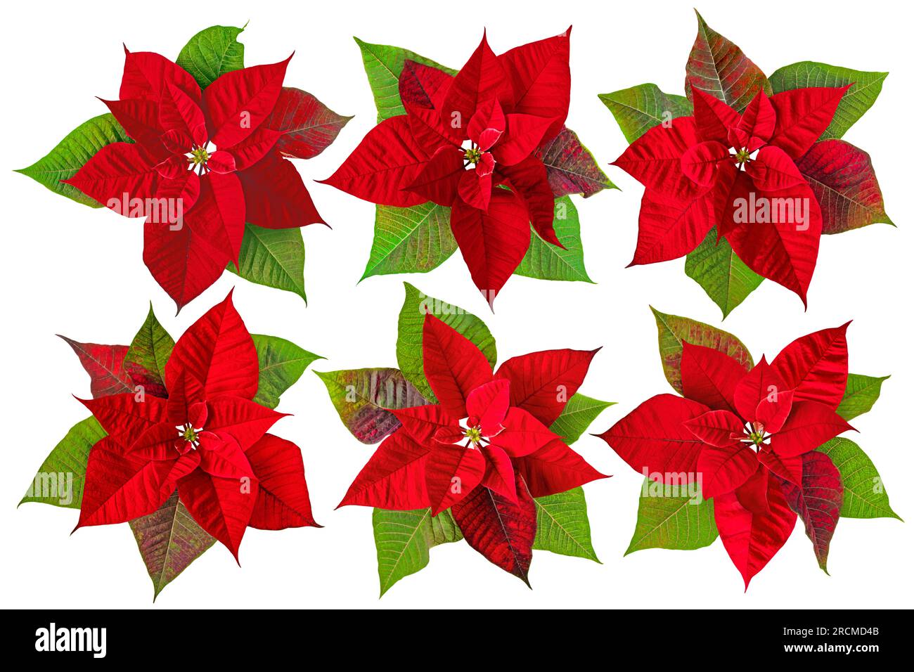 Poinsettia or Christmas Eve flower with leaves set isolated on white. Flor de Pascua. Red euphorbia pulcherrima flowering plant. Stock Photo