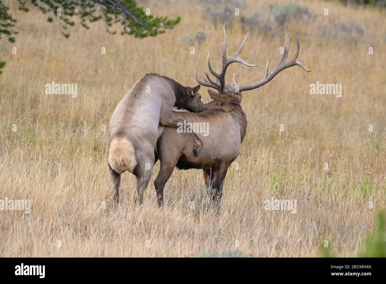 Elk (Cervus canadensis) mates near Yellowstone Lake in October. Yellowstone National Park, Wyoming, USA. Stock Photo