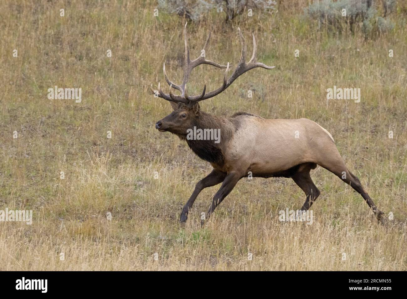 A big Bull Elk (Cervus canadensis) looking for mates near Yellowstone Lake in October. Yellowstone National Park, Wyoming, USA. Stock Photo