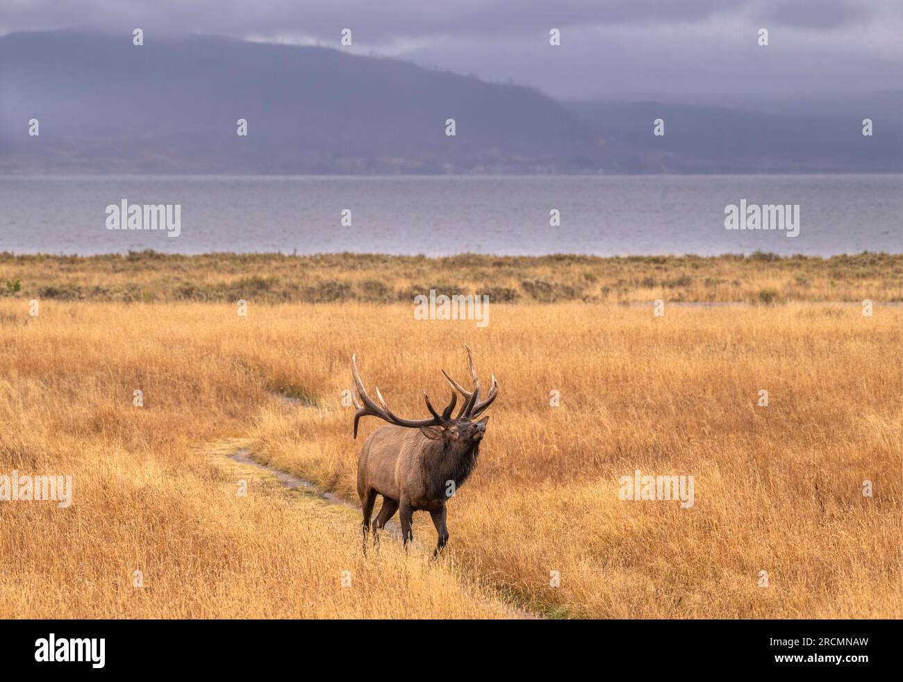 A big Bull Elk (Cervus canadensis) looking for mates near Yellowstone Lake in October. Yellowstone National Park, Wyoming, USA. Stock Photo