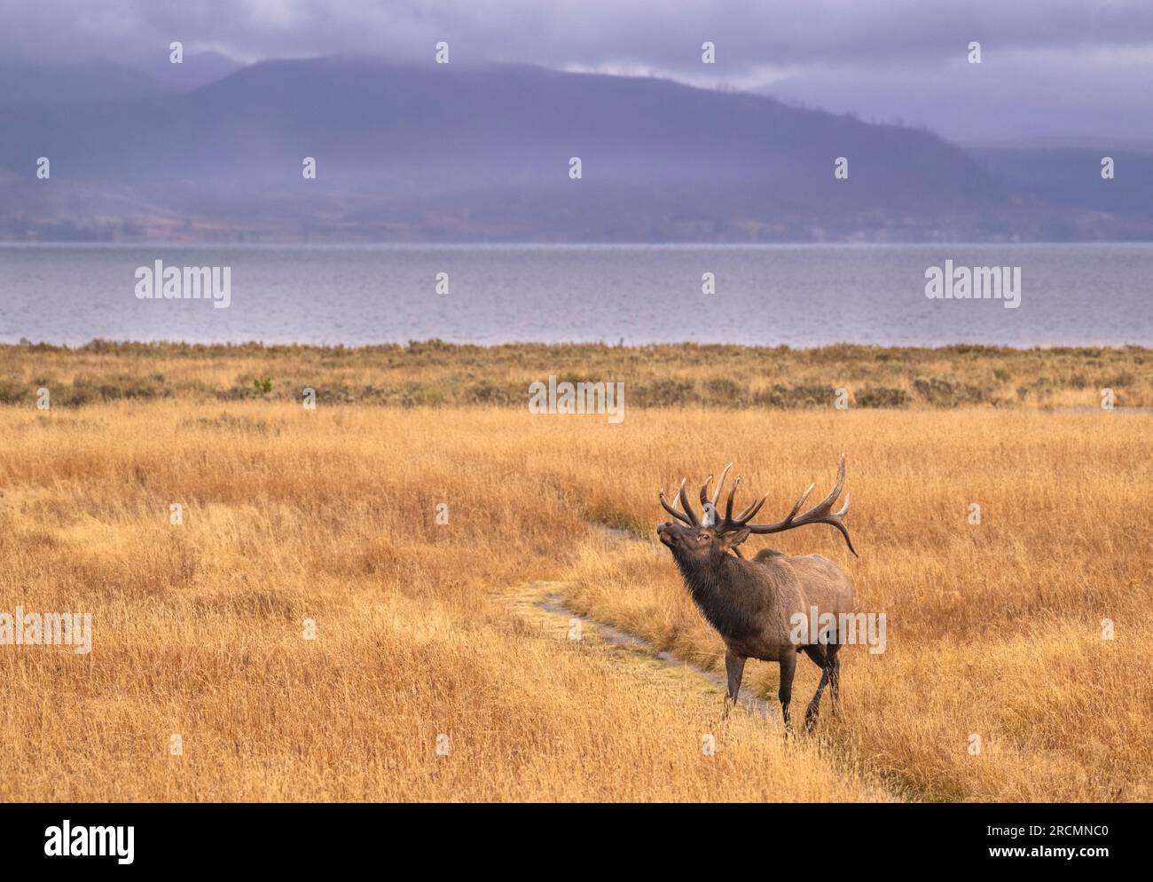 A big Bull Elk (Cervus canadensis) looking for mates near Yellowstone Lake in October. Yellowstone National Park, Wyoming, USA. Stock Photo