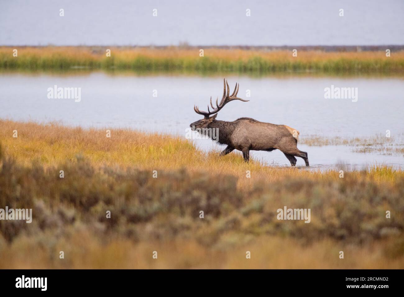 A big Bull Elk (Cervus canadensis) looking for mates near Yellowstone Lake in October. Yellowstone National Park, Wyoming, USA. Stock Photo