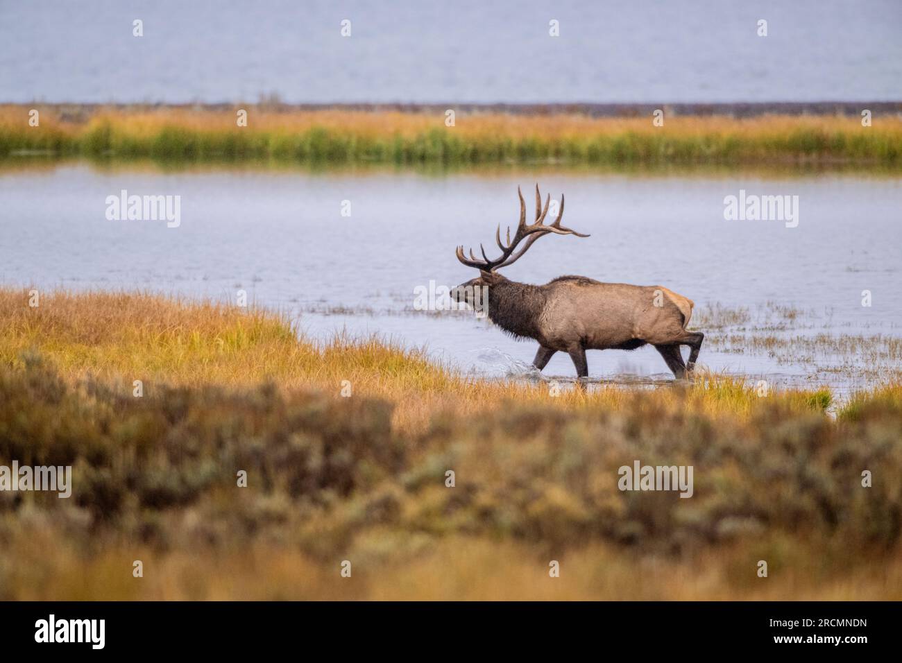 A big Bull Elk (Cervus canadensis) looking for mates near Yellowstone Lake in October. Yellowstone National Park, Wyoming, USA. Stock Photo