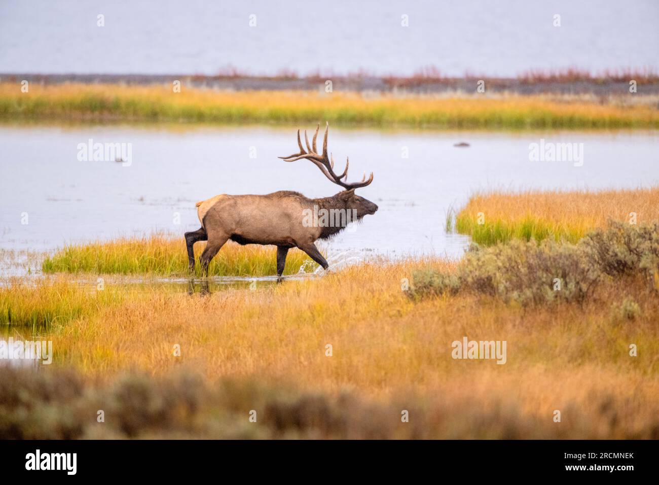 A big Bull Elk (Cervus canadensis) looking for mates near Yellowstone Lake in October. Yellowstone National Park, Wyoming, USA. Stock Photo