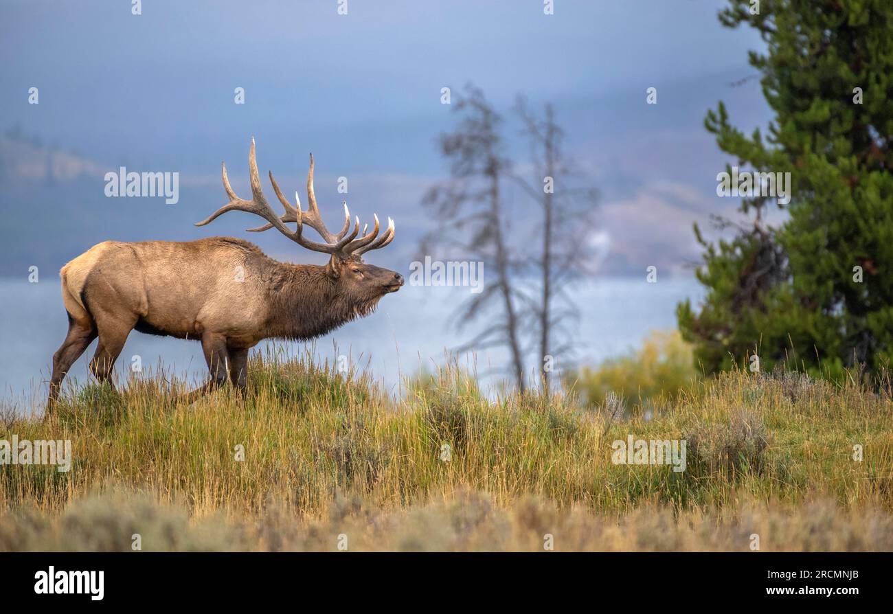 A big Bull Elk (Cervus canadensis) looking for mates near Yellowstone Lake in October. Yellowstone National Park, Wyoming, USA. Stock Photo