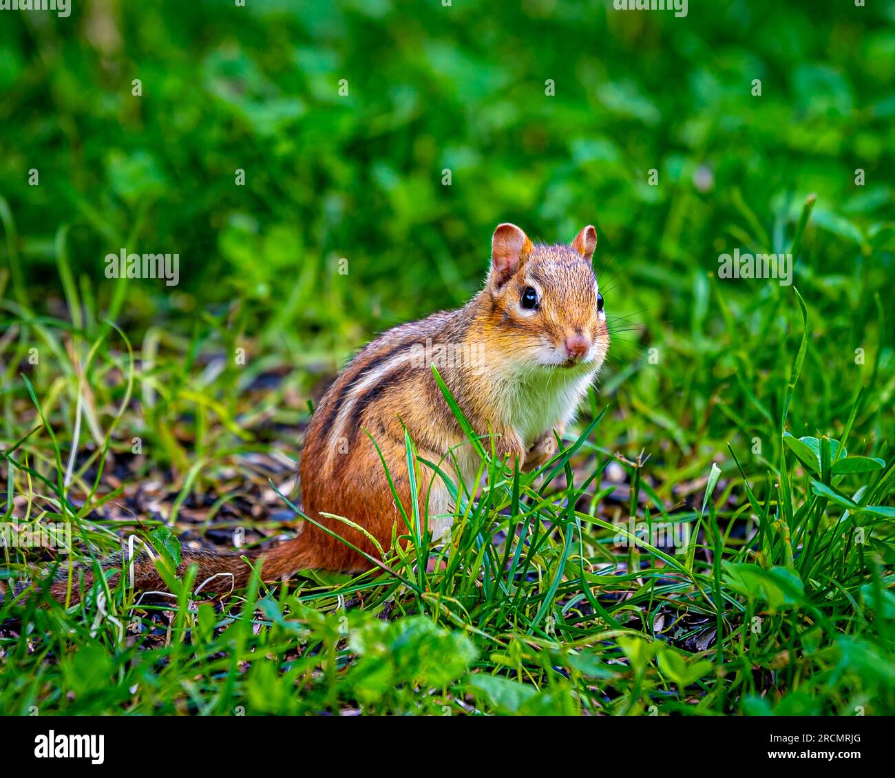 Chipmunks live in parks, gardens, forest clearings. They are omnivorous, feeding on seeds, nuts, invertebrates and even small eggs. Stock Photo