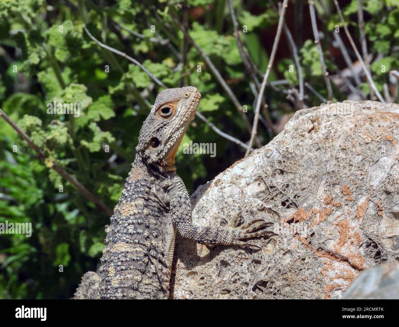 Brown lizard disguises in the nature - chameleon in Jordan Stock Photo