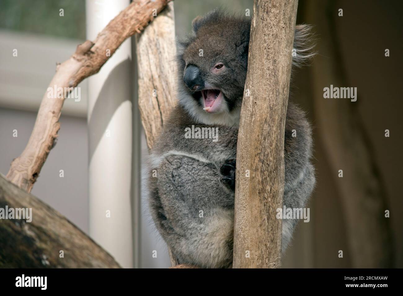 the koala is a grey marsupial with white fluffy ears. Koalas can climb