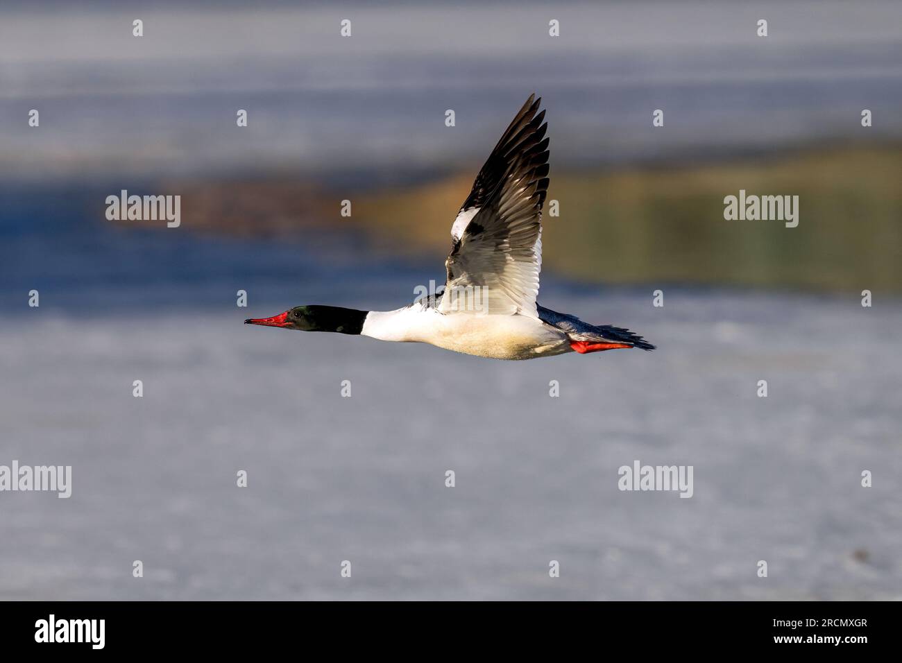 A Common Merganser drake in flight over a partially frozen Winter Lake. Close up view. Stock Photo