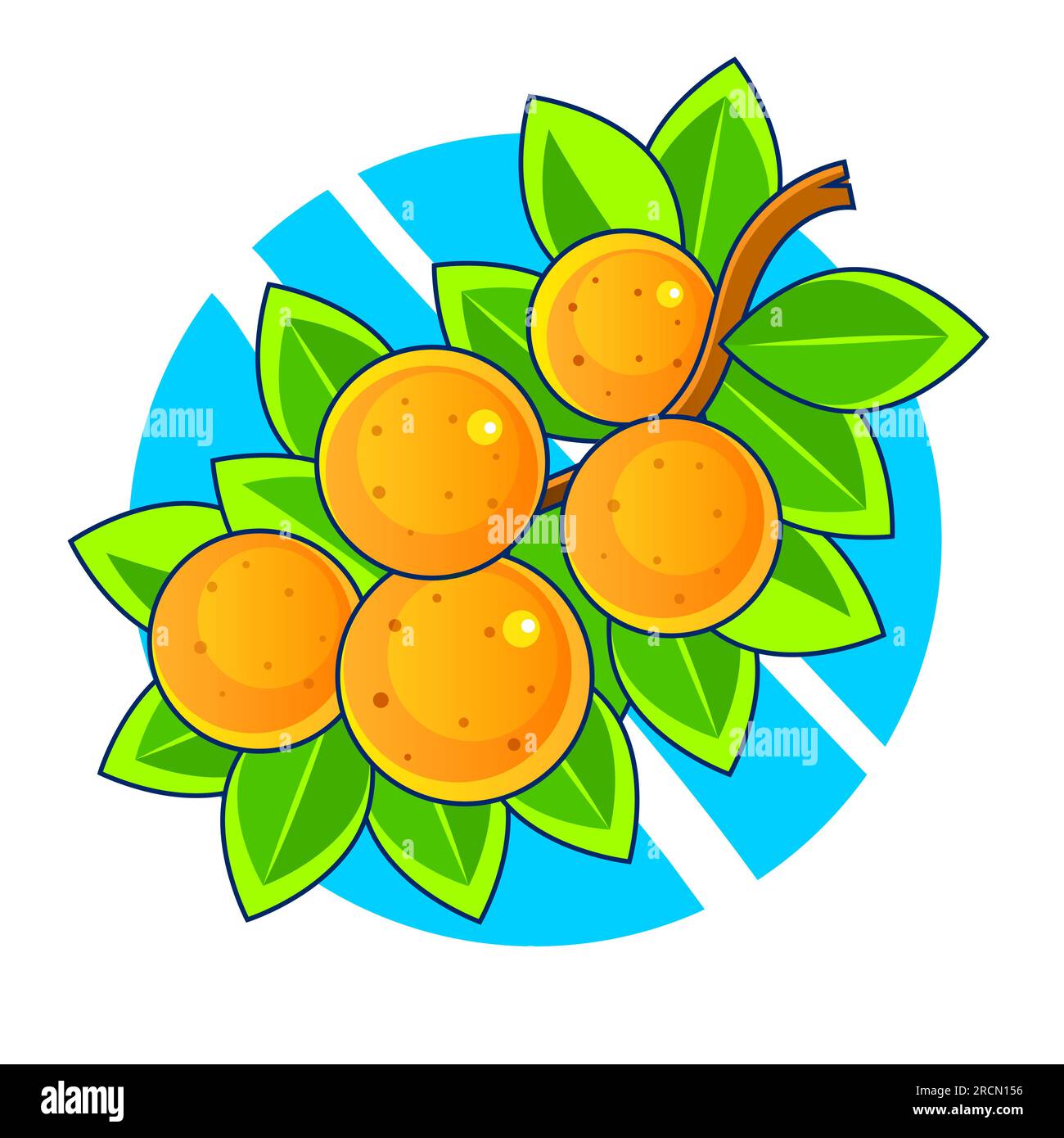 Orang fruit. Oranges that are segmented on a white background. Stock Vector