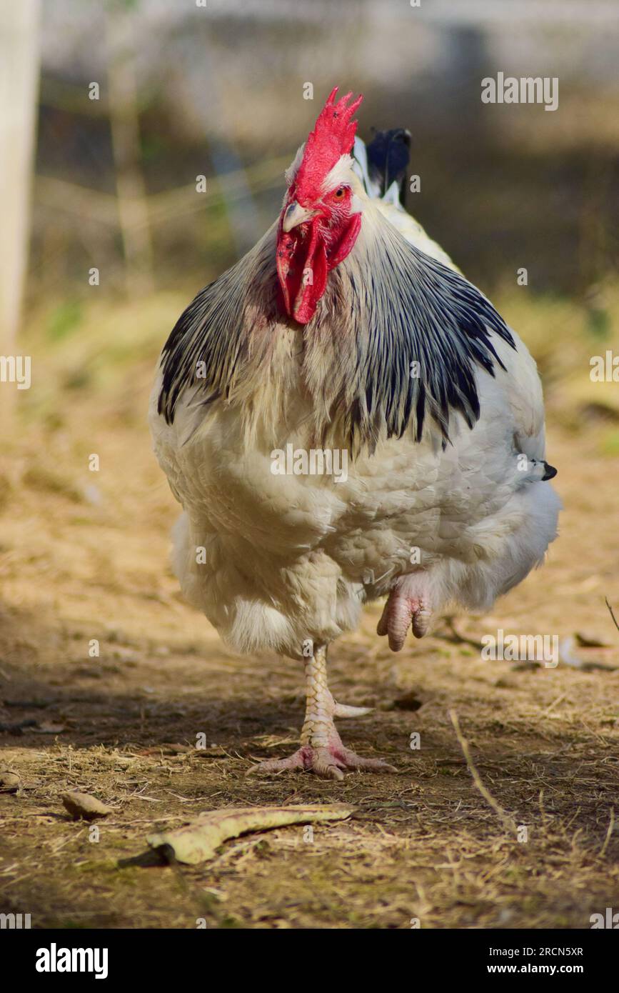 Portrait of big white rooster. English sussex chicken breed. Rooster in a farm. Domestic birds farming. Stock Photo