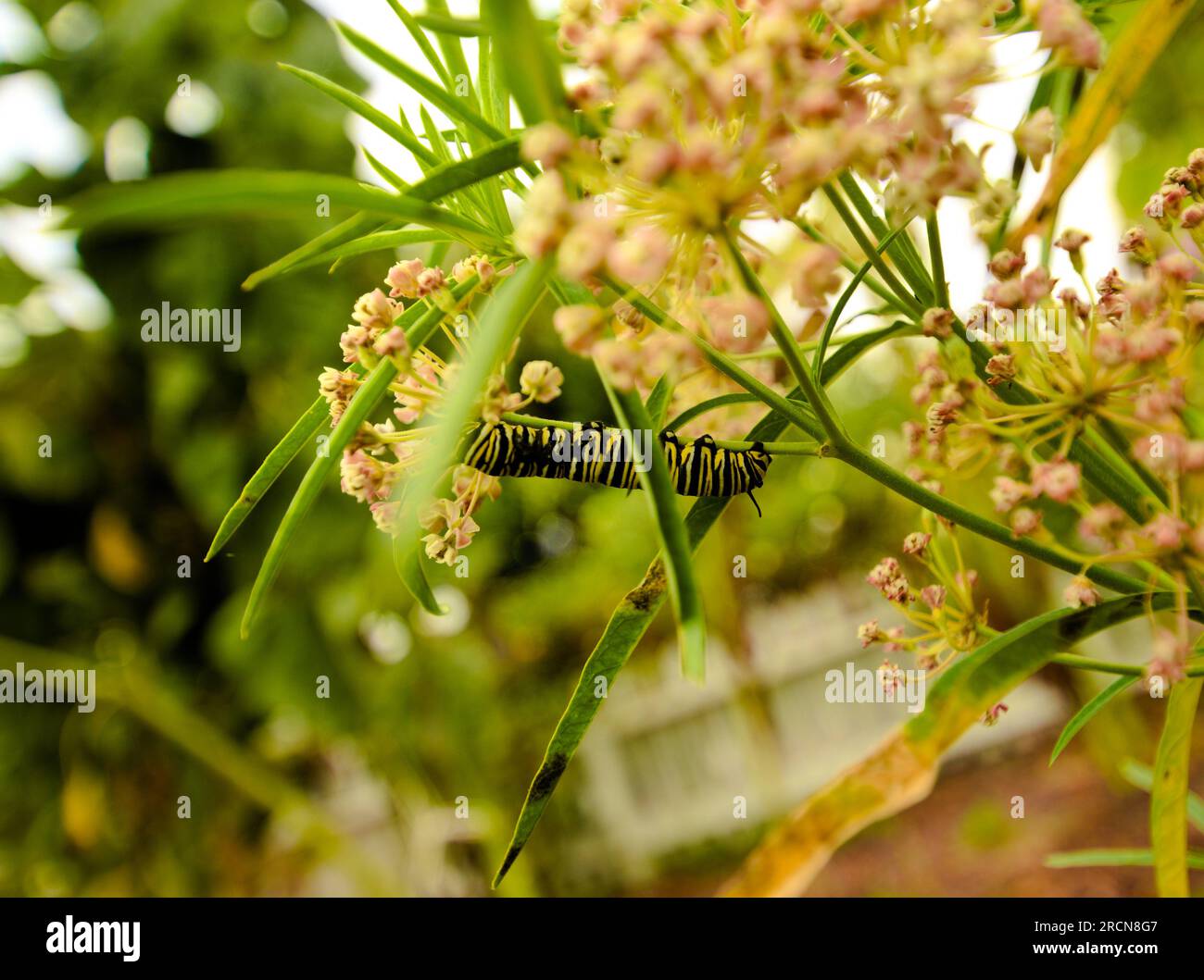Monarch Butterfly (Danaus plexippus, Order Lepidoptera, Family Nymphalidae, Kingdom Animalia, Phylum Arthropoda) feeds on California Narrowleaf Milkweed (Asclepias fascicularis) plant. Stock Photo