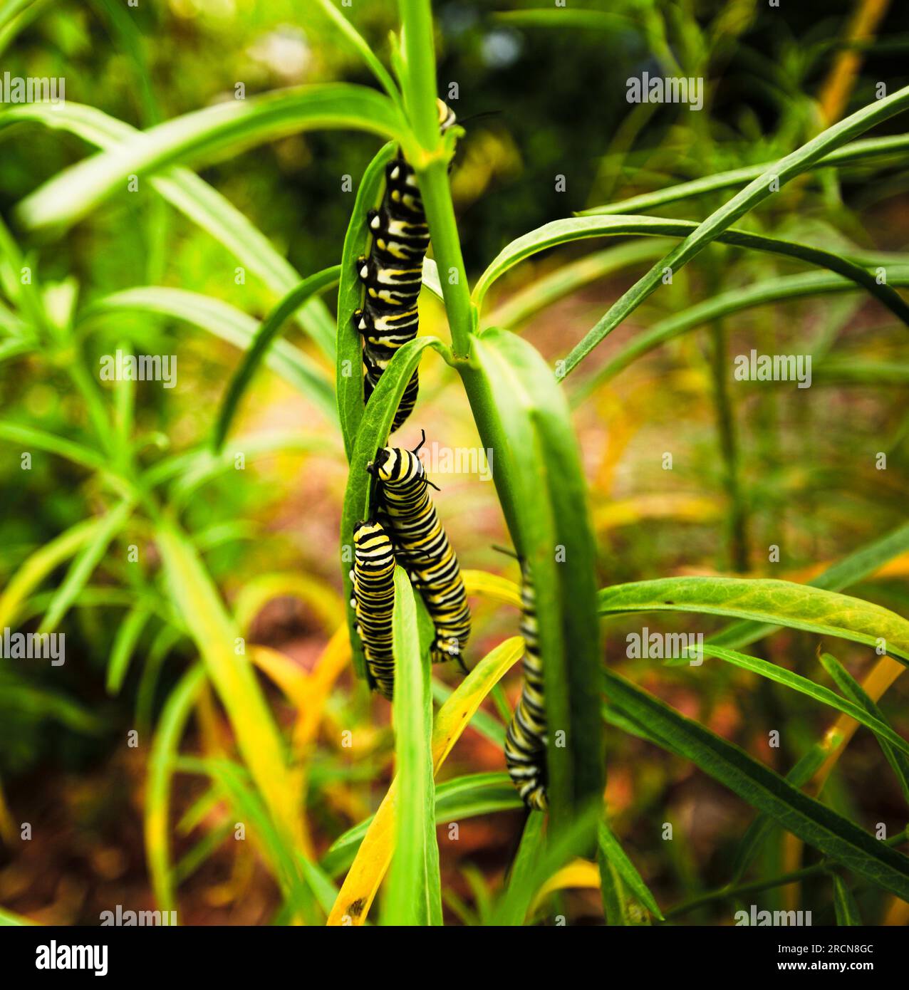 A wonderful thing to behold -- four (4) Monarch butterfly caterpillars feeding on a single Narrowleaf Milkweed stalk. They are in the larval stage of the endangered Monarch Butterfly (Danaus plexippus, Order Lepidoptera, Family Nymphalidae, Kingdom Animalia, Phylum Arthropoda). Stock Photo