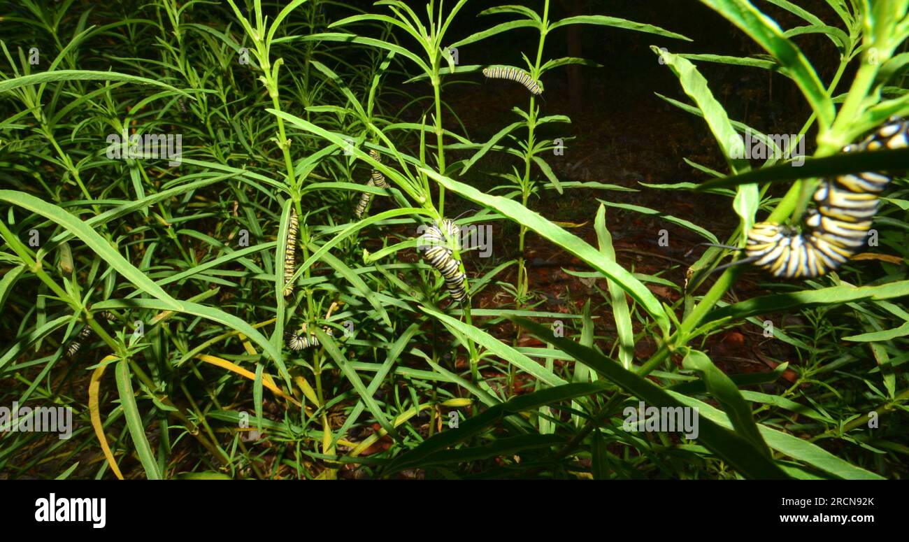 A rare and unusual sighting -- eight (8) Monarch butterfly caterpillars feeding at once, in their natural habitat. They are in the larval stage of the endangered Monarch Butterfly (Danaus plexippus, Order Lepidoptera, Family Nymphalidae, Kingdom Animalia, Phylum Arthropoda). Stock Photo