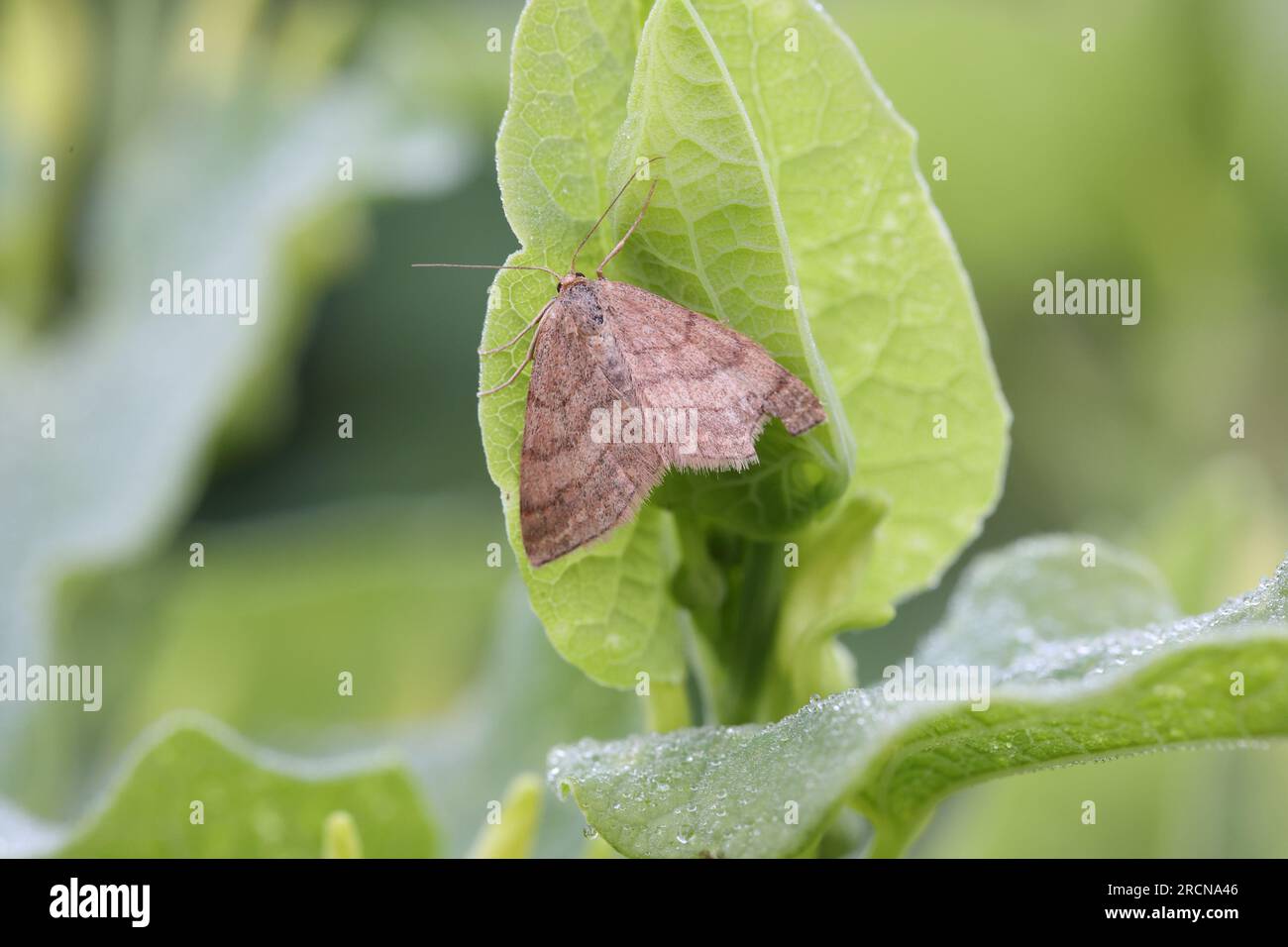 beautiful moth in front of green leaves as background Stock Photo - Alamy