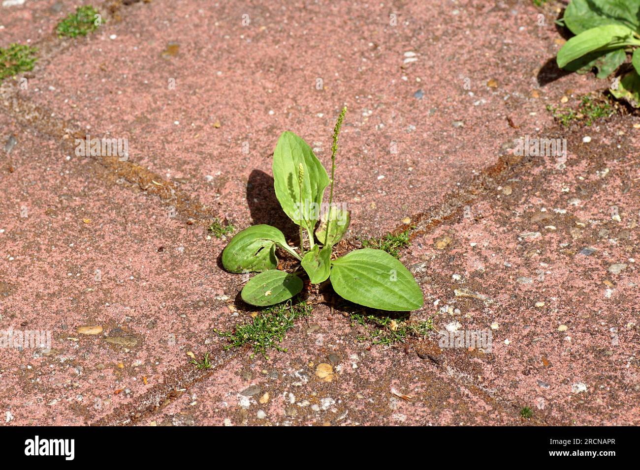 Close up flowering greater plantain (Plantago major), family Plantaginaceae. Between tiles of a path. Summer, Netherlands Stock Photo