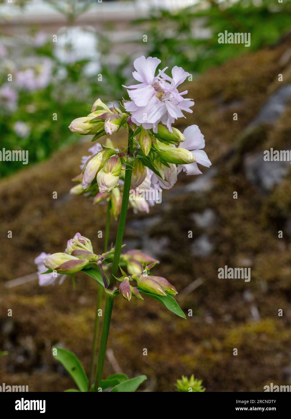 Common soapwort, Såpnejlika (Saponaria officinalis) Stock Photo