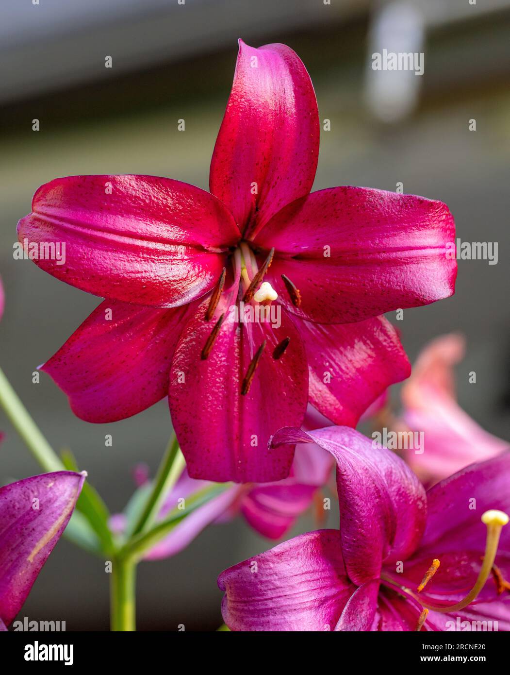 'Purple Marble' Lily, Lilja (Lilium longiflorum hybrid) Stock Photo