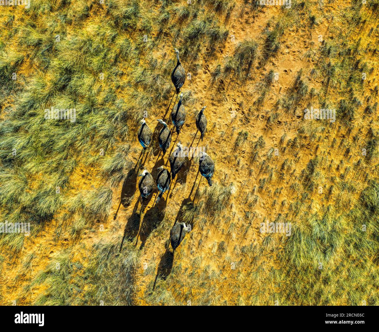 aerial view of a heard of ostriches grazing in the dry savannah, sandy area with patches of long grass Stock Photo