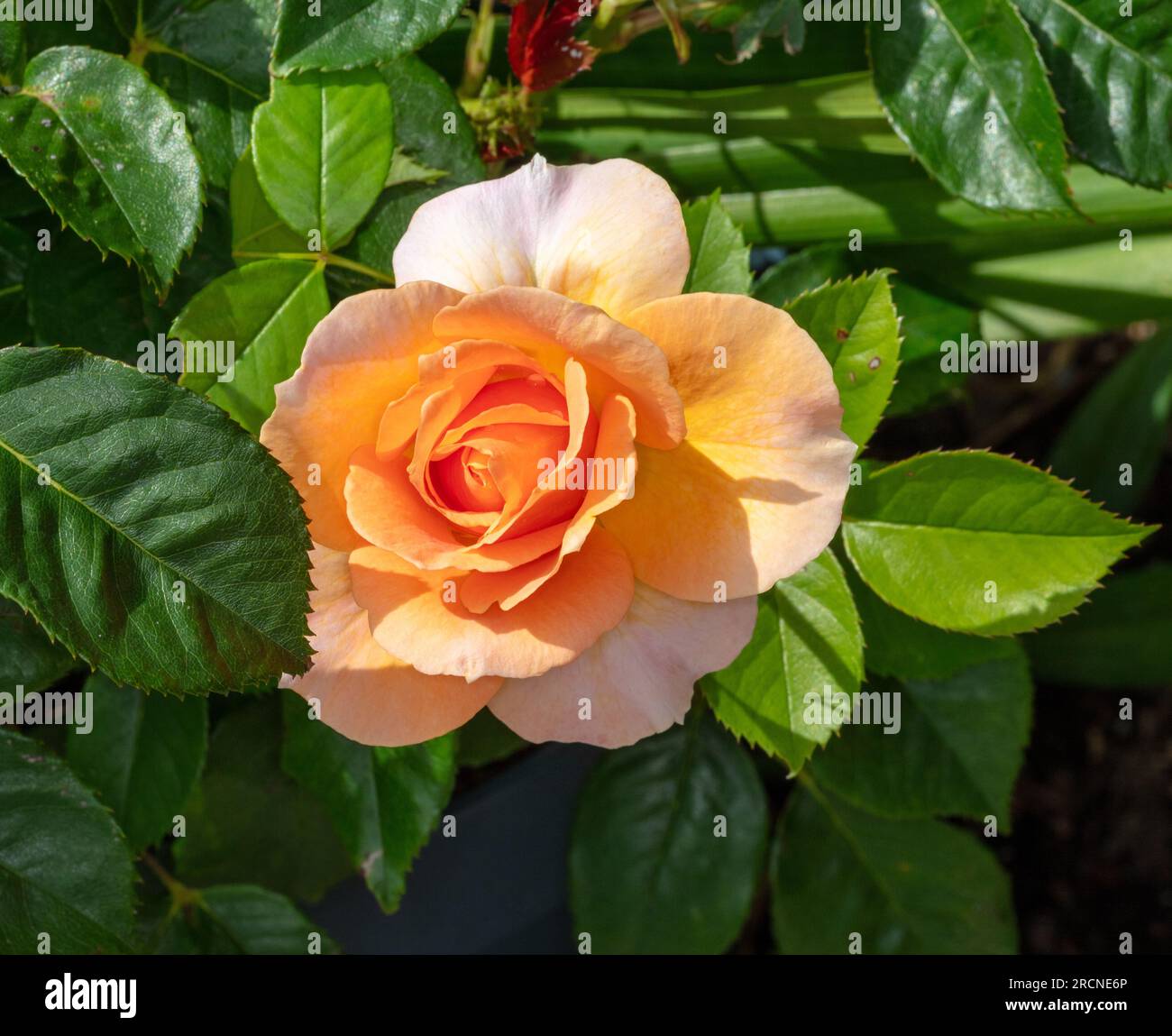 'Lublin, Poulcas058' Hybrid Tea Rose, Tehybridros (Rosa) Stock Photo