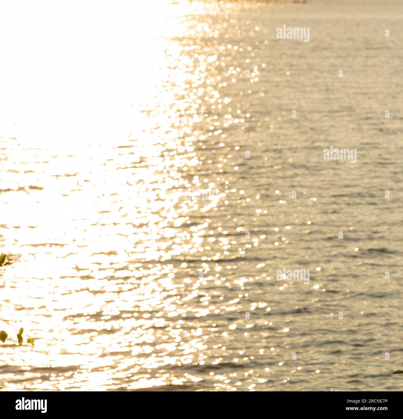 The water surface reflects the sun's light in gold, the image is blurry ...