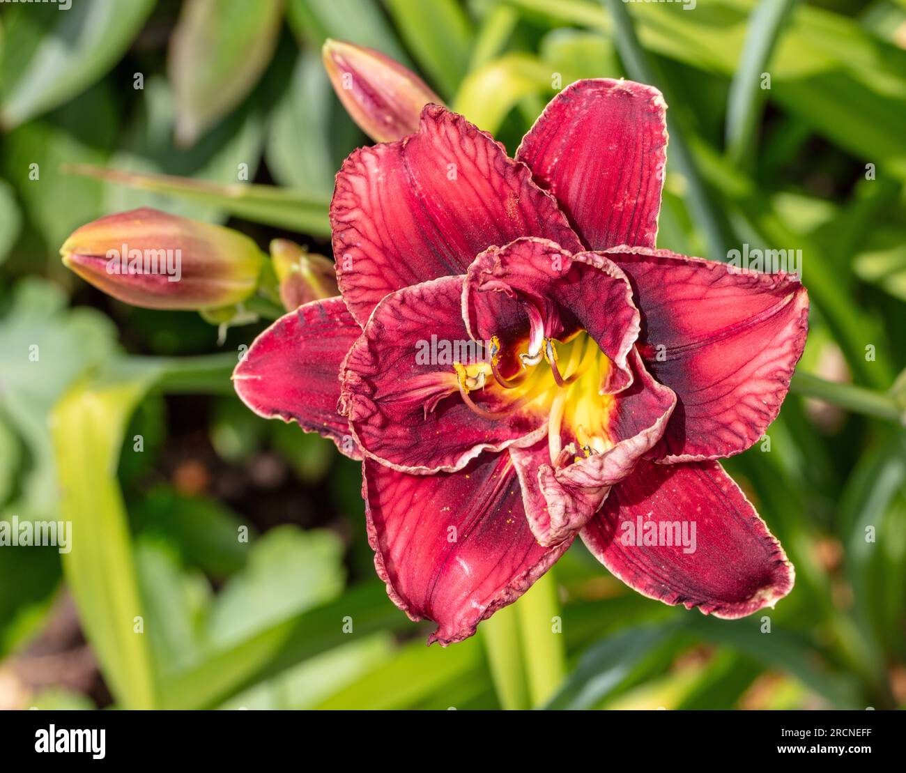 'Stellar Double Rose' Daylily, Daglilja (Hemerocallis) Stock Photo