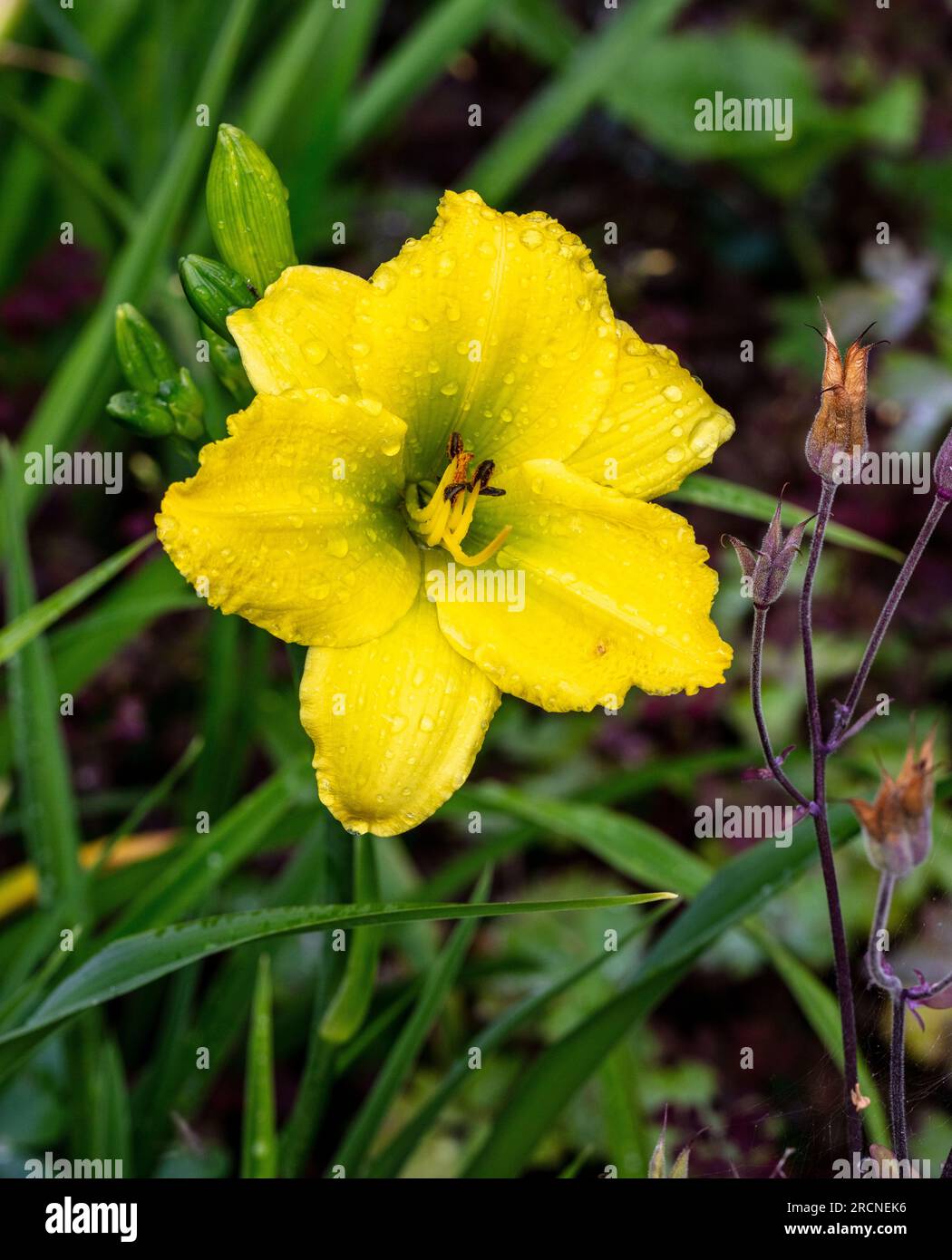 'Green Flutter' Daylily, Daglilja (Hemerocallis) Stock Photo