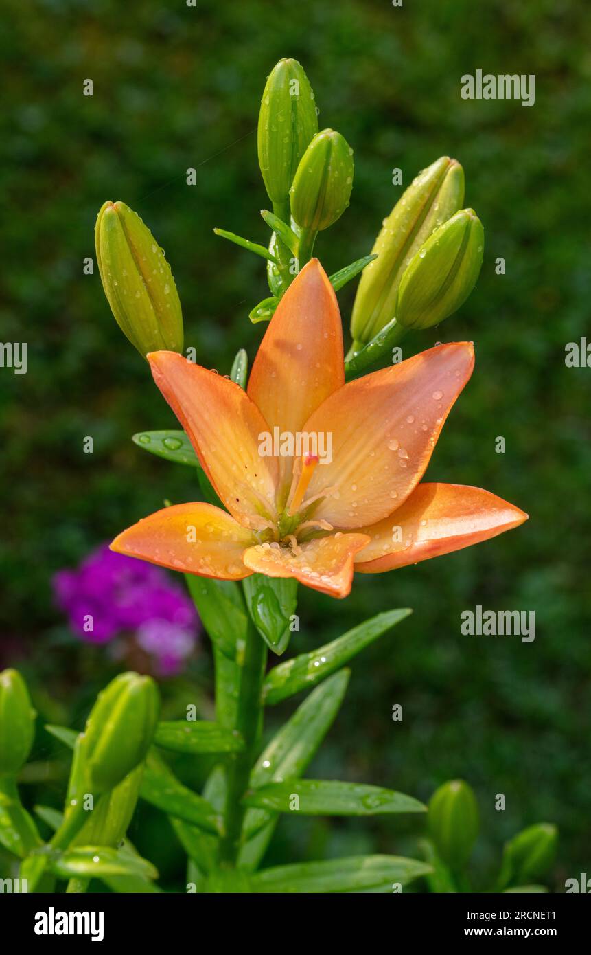 'Elodie' Asiatic Lily, Asiatisk lilja (Lilium asiatica) Stock Photo