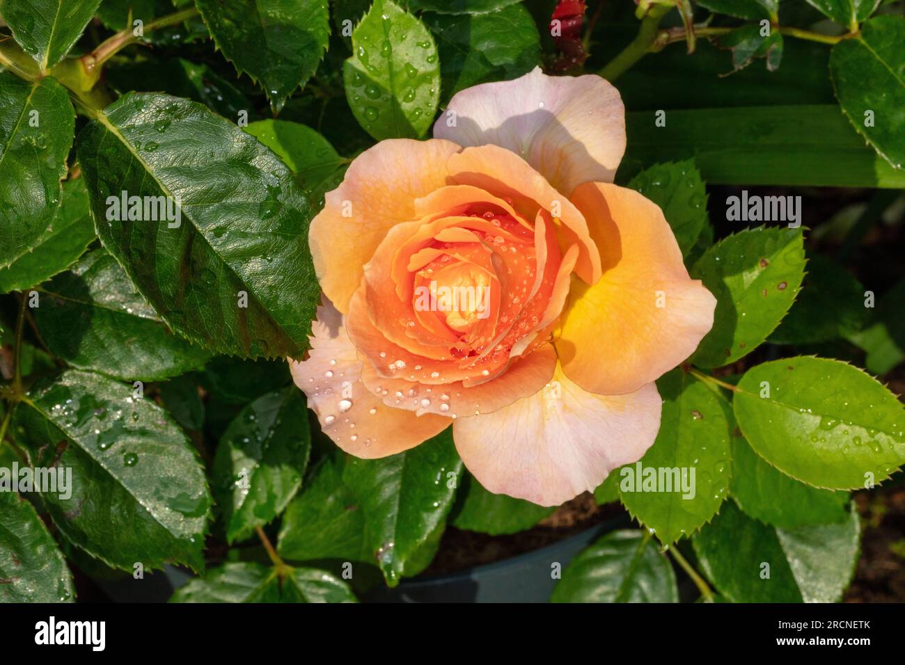 'Lublin, Poulcas058' Hybrid Tea Rose, Tehybridros (Rosa) Stock Photo