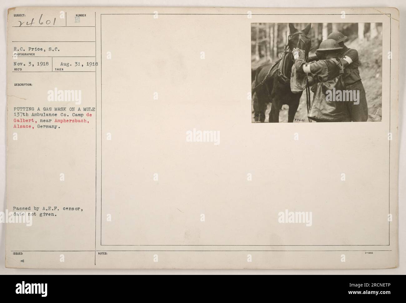 Gas masks world war one animals hi-res stock photography and images - Alamy