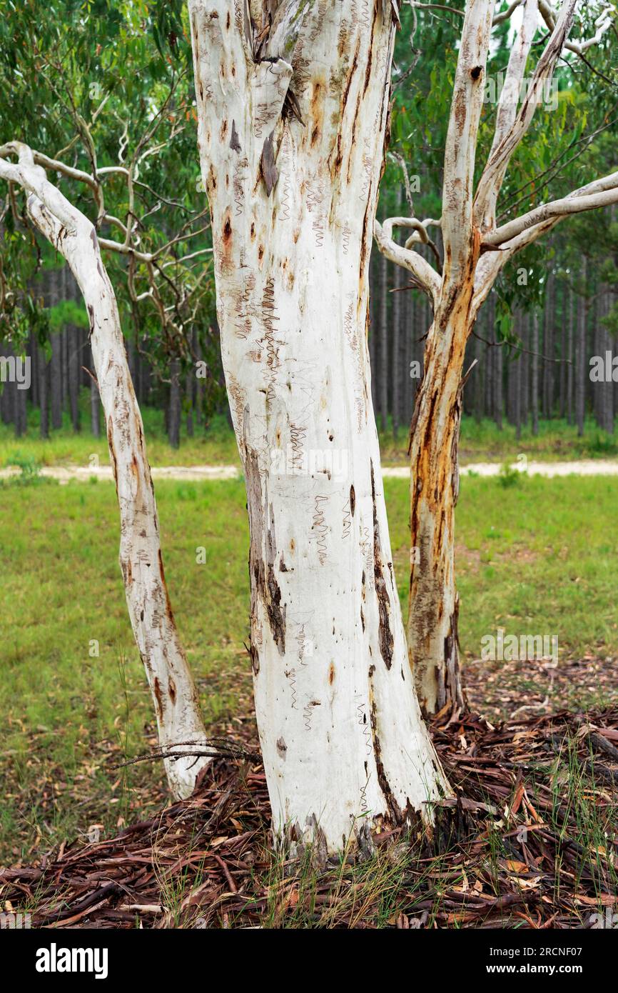 Stark white trunks of Squiggly Gum trees at Wallu on the Sunshine Coast of Queensland, Australia. Stock Photo