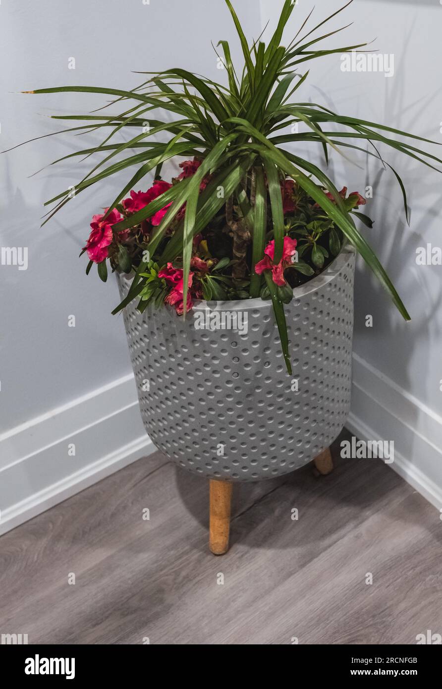 Green potted indoor plant, trees in the pot inside the house or office