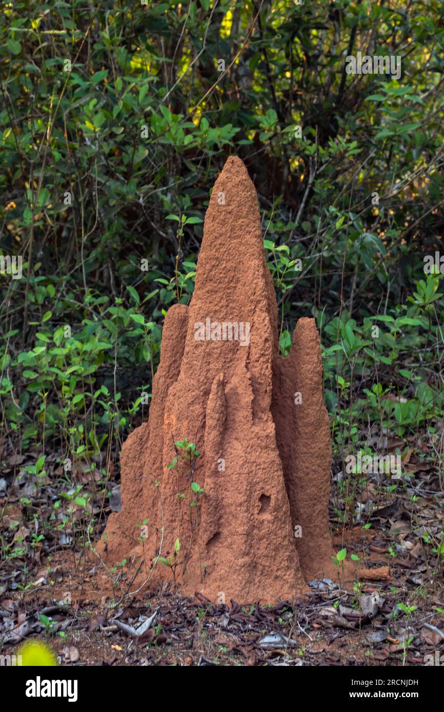 a-termite-colony-builds-an-anthill-in-soil-near-a-tree-with-no-people