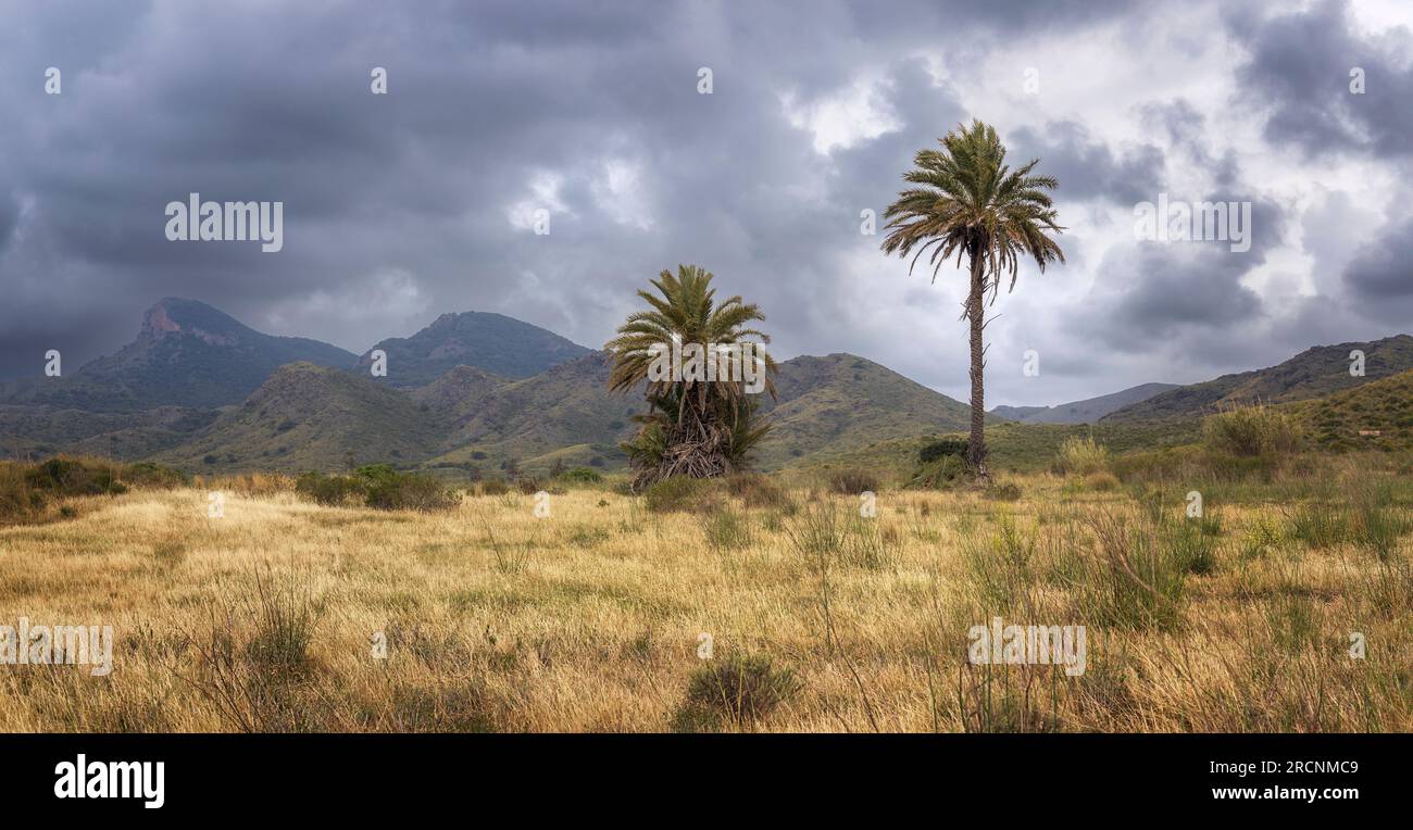 Palm trees in Calblanque Natural Park in Cartagena, Murcia, Spain Stock Photo