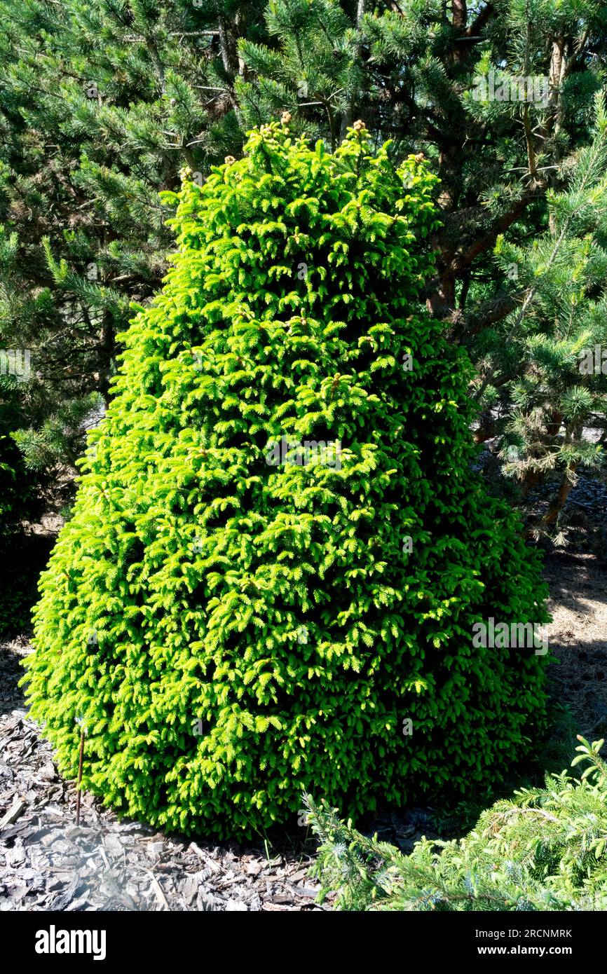 Norway spruce, Picea abies 'Ohlendorfii' Stock Photo