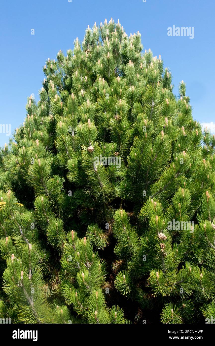 Pinus heldreichii 'Green' Bosnian Pine foliage Stock Photo
