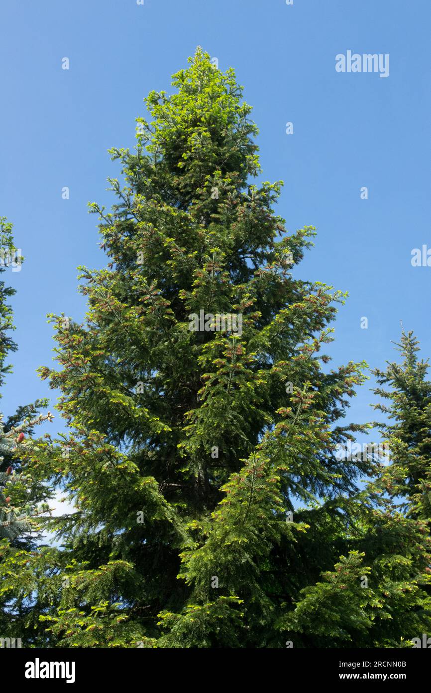 Abies grandis tree Grand Fir tree Stock Photo
