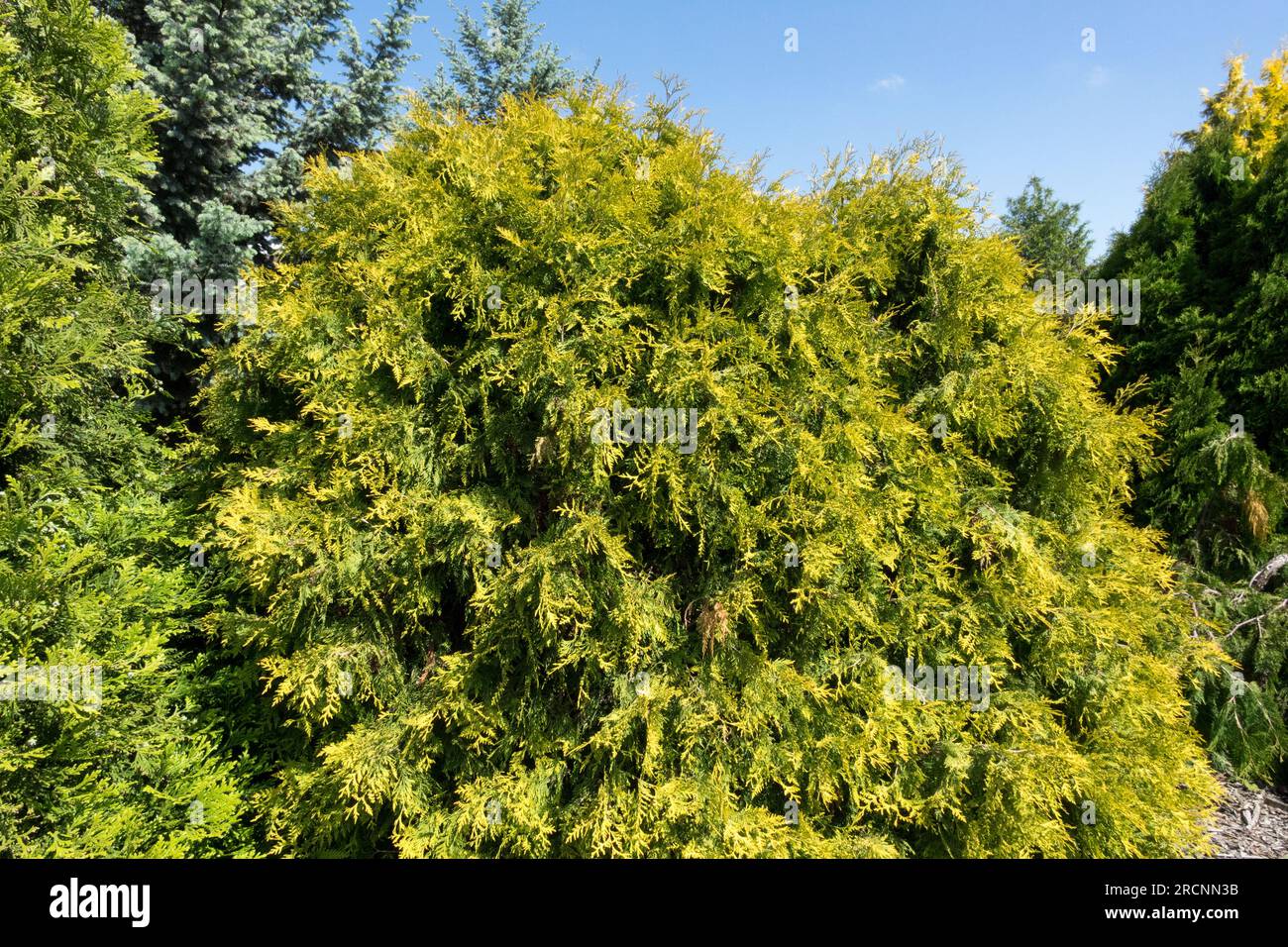 Thuja occidentalis, American Arborvitae, Golden Yellow, Evergreen, Tree, Garden, Cultivar Thuja occidentalis 'Globosa Aurea' Stock Photo