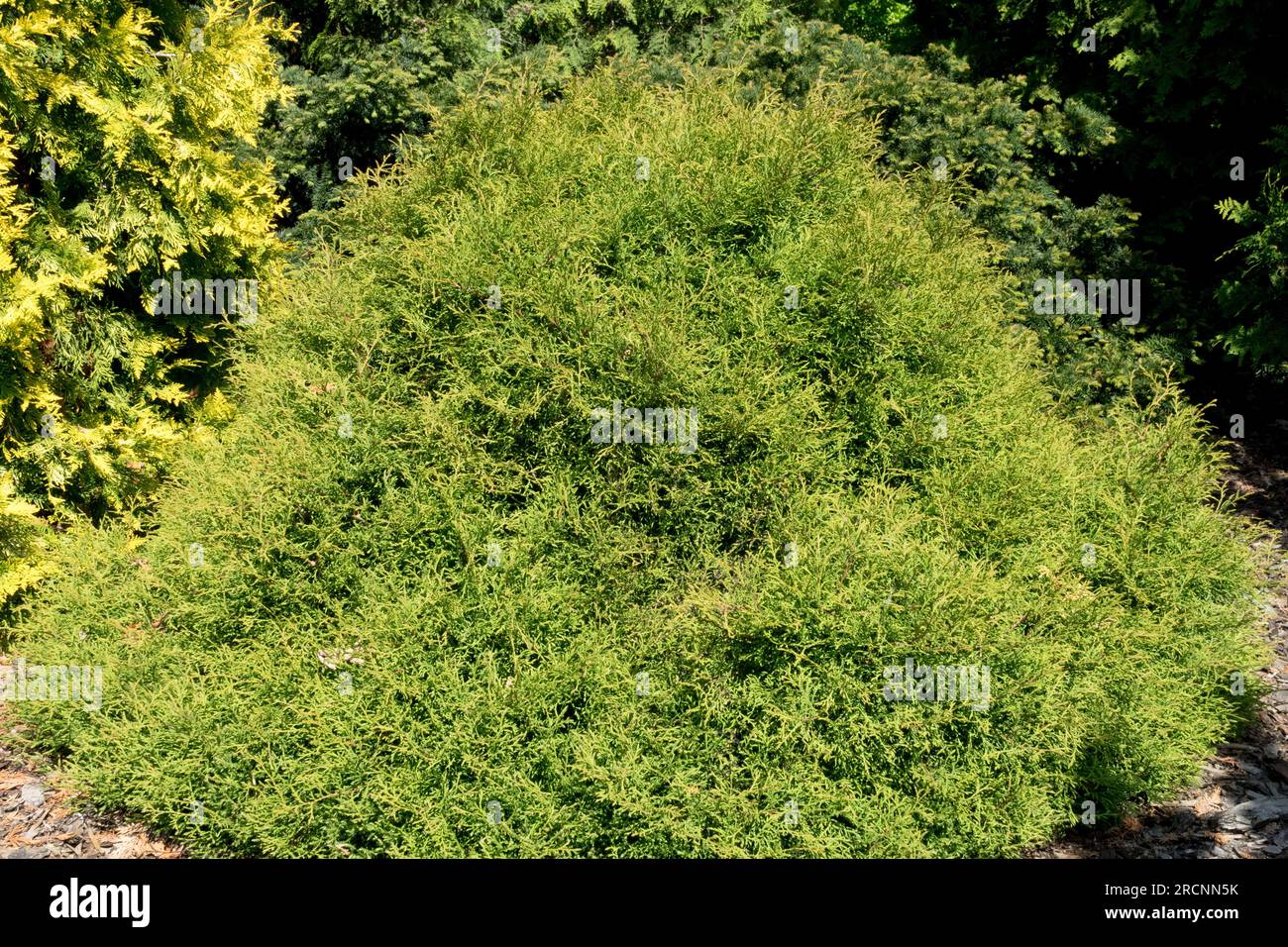 White Cedar, American Arborvitae, Tree, Thuja occidentalis 'Linesville', Compact, Conifer, Evergreen, Foliage Stock Photo
