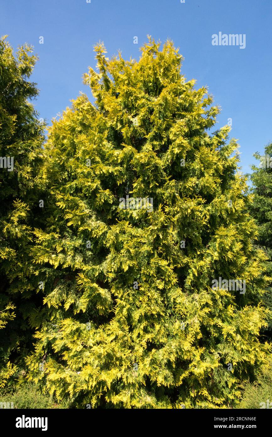 White Cedar, Thuja occidentalis 'Malonyana Aurea', Golden Yellow, Cultivar, Tree, Spring, Colour Stock Photo