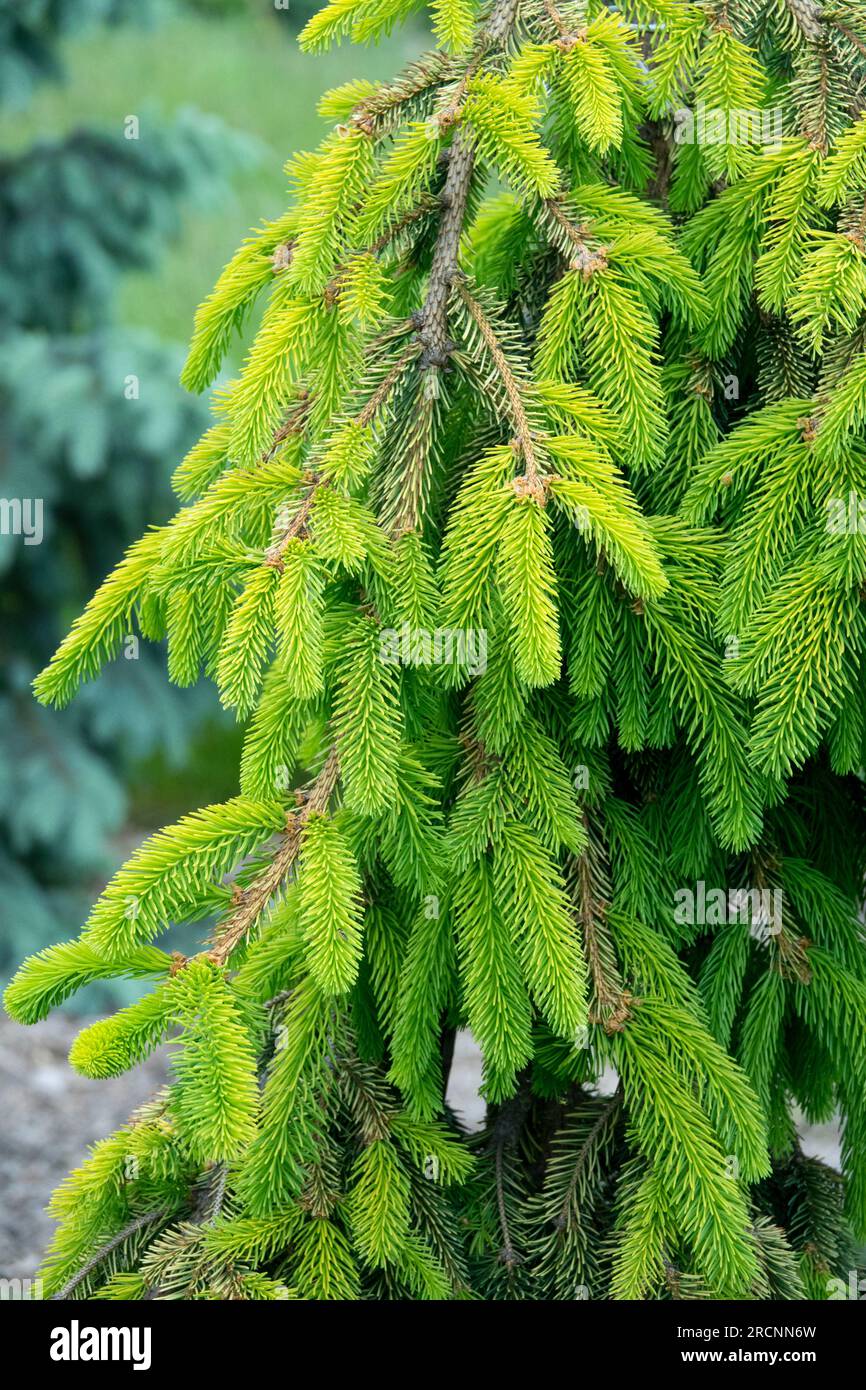 Picea abies, Weeping, Spruce Picea abies 'Gold Drift', Norway spruce Stock Photo