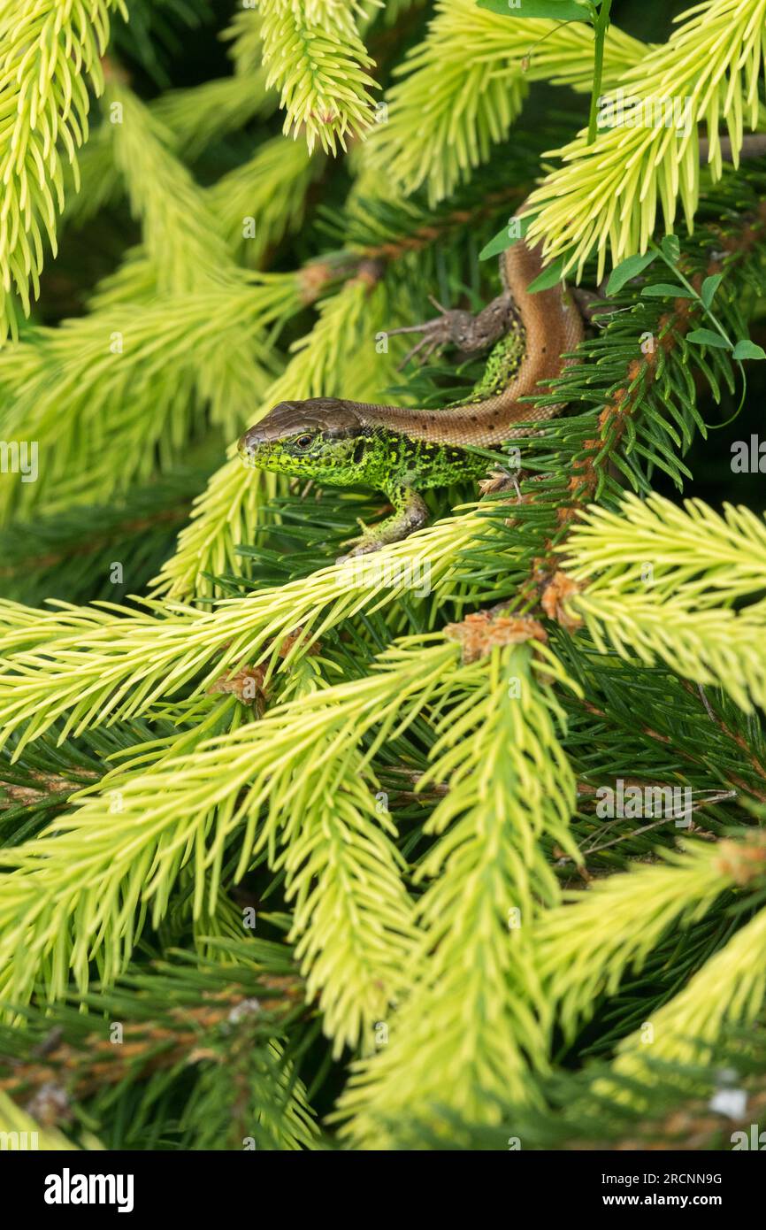 Lacerta agilis, Sand Lizard on Picea abies 'Roseospicata' Spring, Sprouts Norway spruce, Shoots branches Stock Photo