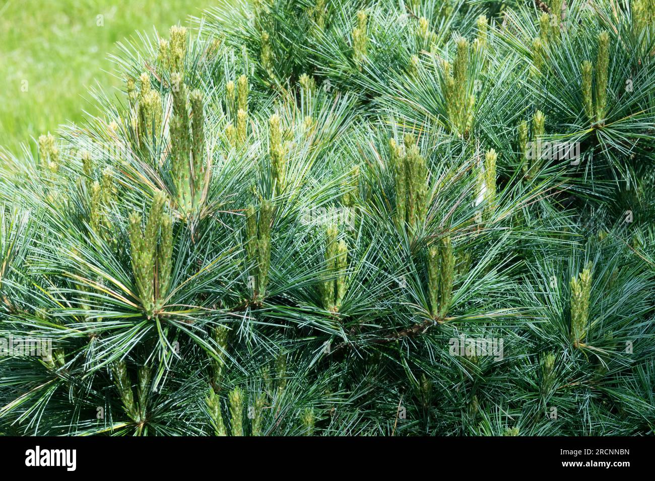 Pinus strobus, Tree, Pine, Foliage, Needles, Branch Pinus strobus 'Mary Butler' Stock Photo