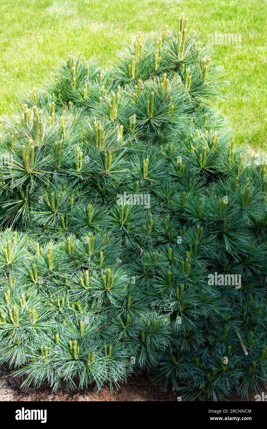Foliage, Pinus strobus 'Mary Butler', Garden, Coniferous, Needles, Eastern White Pine, Weymouth Pine Stock Photo