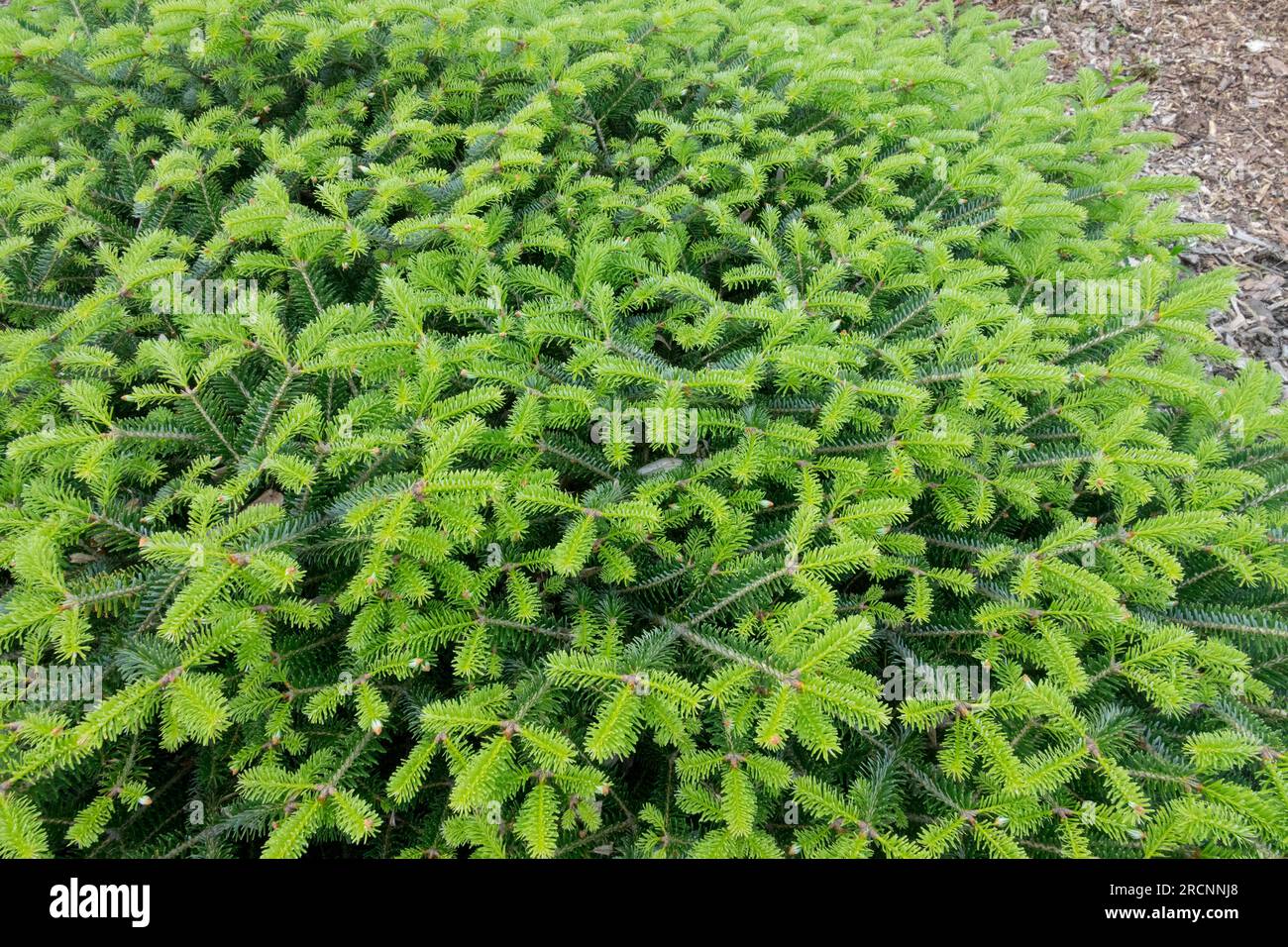 Densely, Foliage, Abies x arnoldiana 'Cyrille', Abies Low Tree, Garden, Fir, Cultivar, Spring Stock Photo