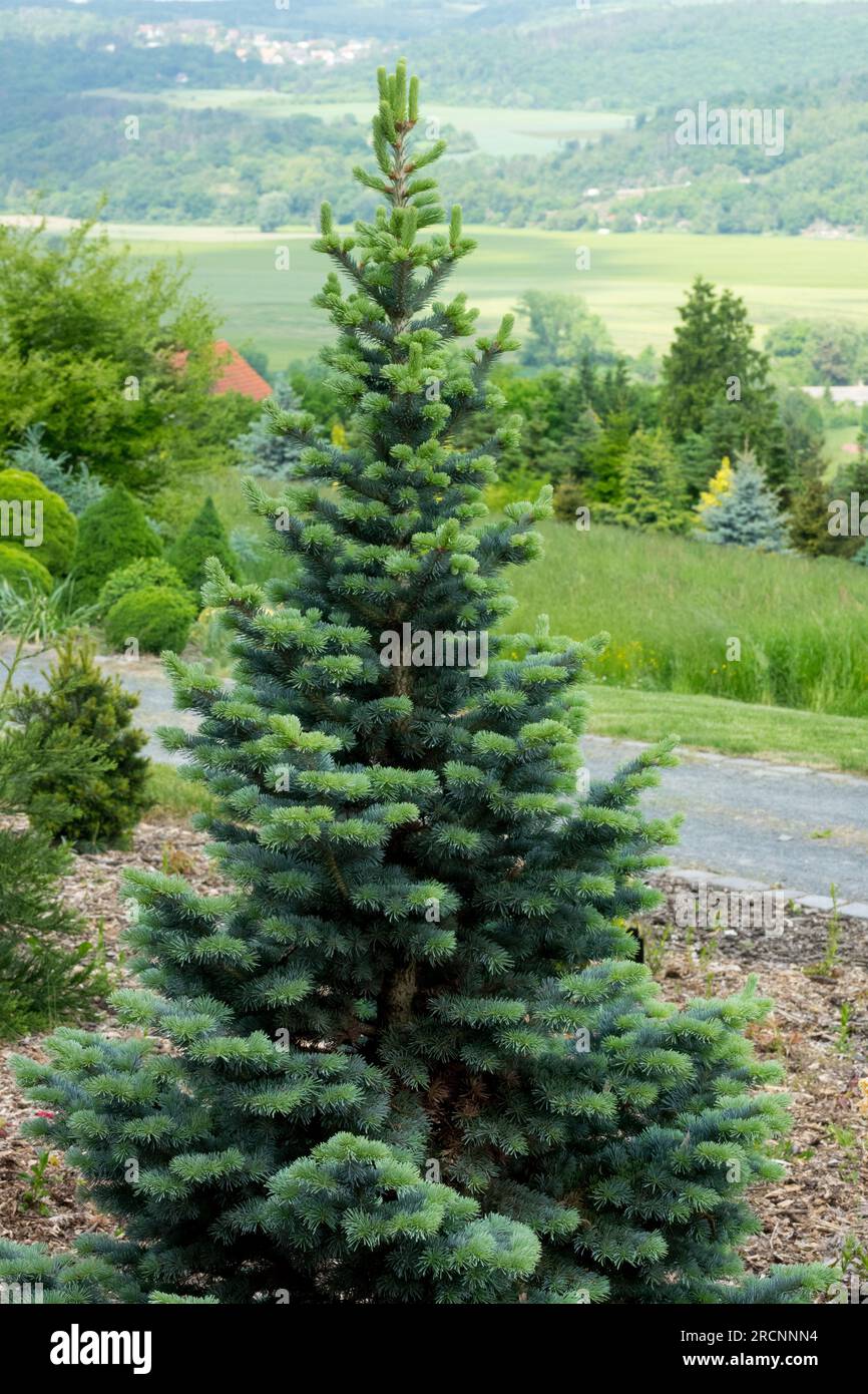 Rocky Mountain Fir, Abies lasiocarpa 'Compacta', Garden, Tree Stock Photo