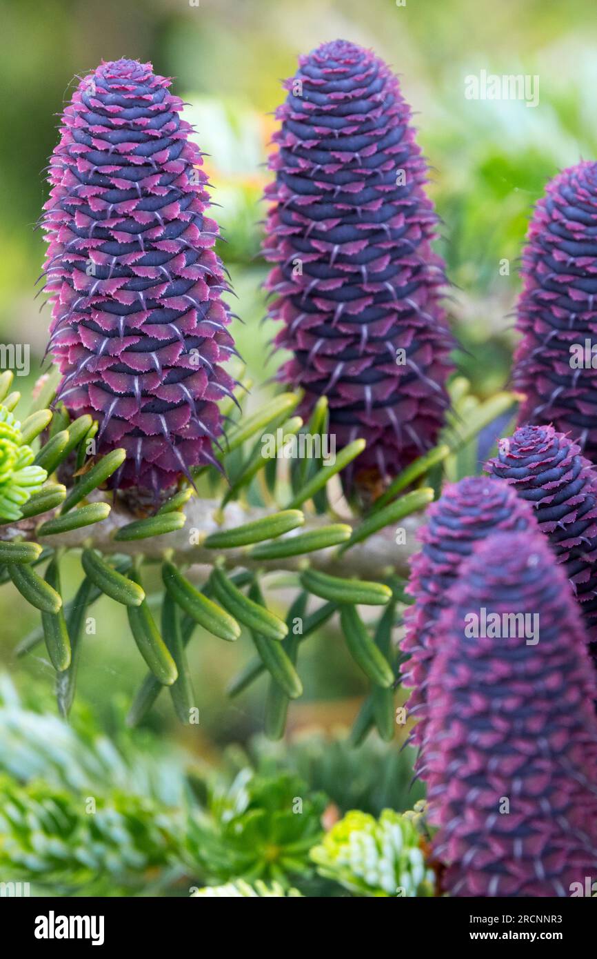 Korean Fir Abies koreana, Cones,Purple, Female cones Closeup on Branch Stock Photo